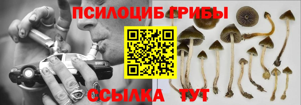 Галлюциногенные грибы Psilocybine cubensis Кизилюрт